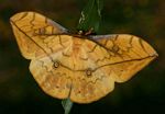 Pselaphelia flavivitta