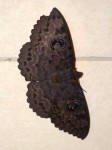Erebus walkeri