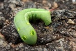 Hippotion celerio