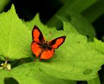 Axiocerses amanga