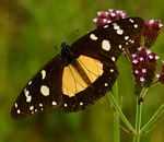Amauris echeria