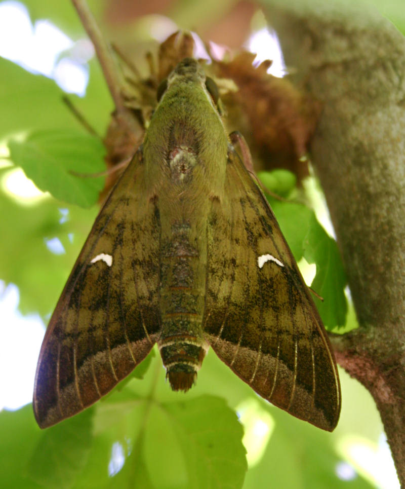 Nephele comma