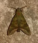 Nephele comma