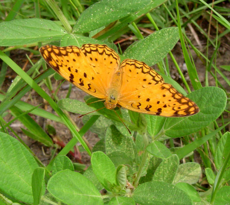 Phalanta phalantha