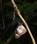 Amauris ochlea