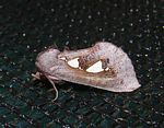 Antiophlebia bracteata
