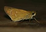 Borbo borbonica