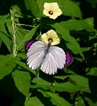 Colotis ione