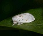 Naroma varipes