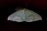 Omizodes ocellata