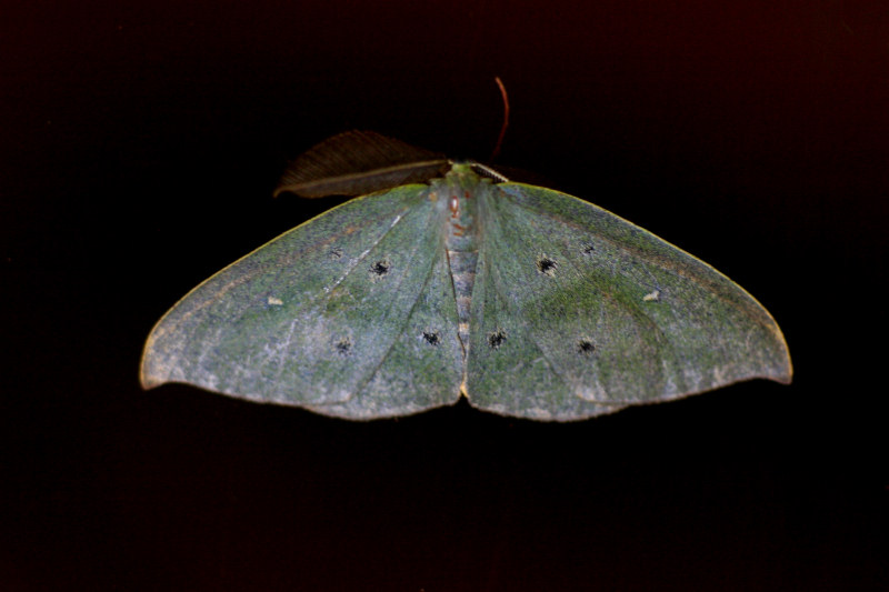 Omizodes ocellata