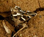 Grammodes stolida