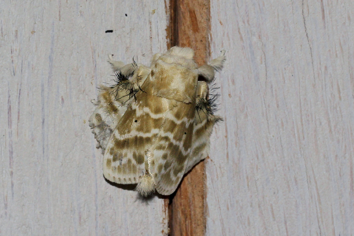 Eucraera gemmata