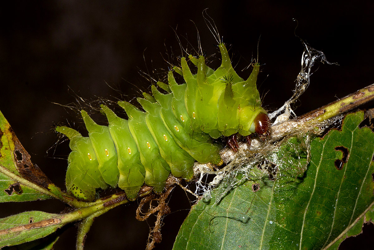 Argema mimosae