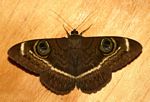 Cyligramma latona