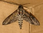 Agrius convolvuli