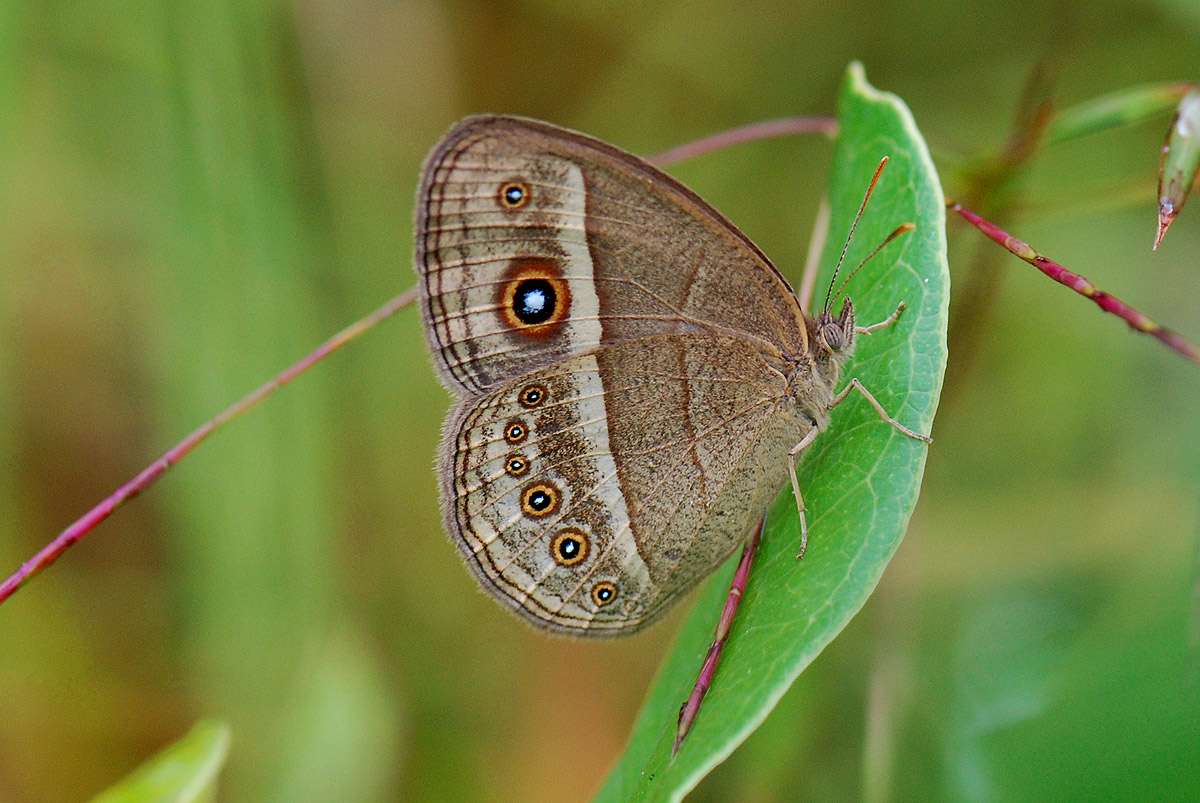 Henotesia perspicua