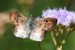 Eagris sabadius