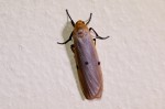 Lithosia similipuncta