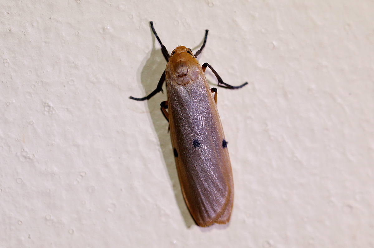 Lithosia similipuncta