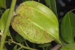 Hyalites igola