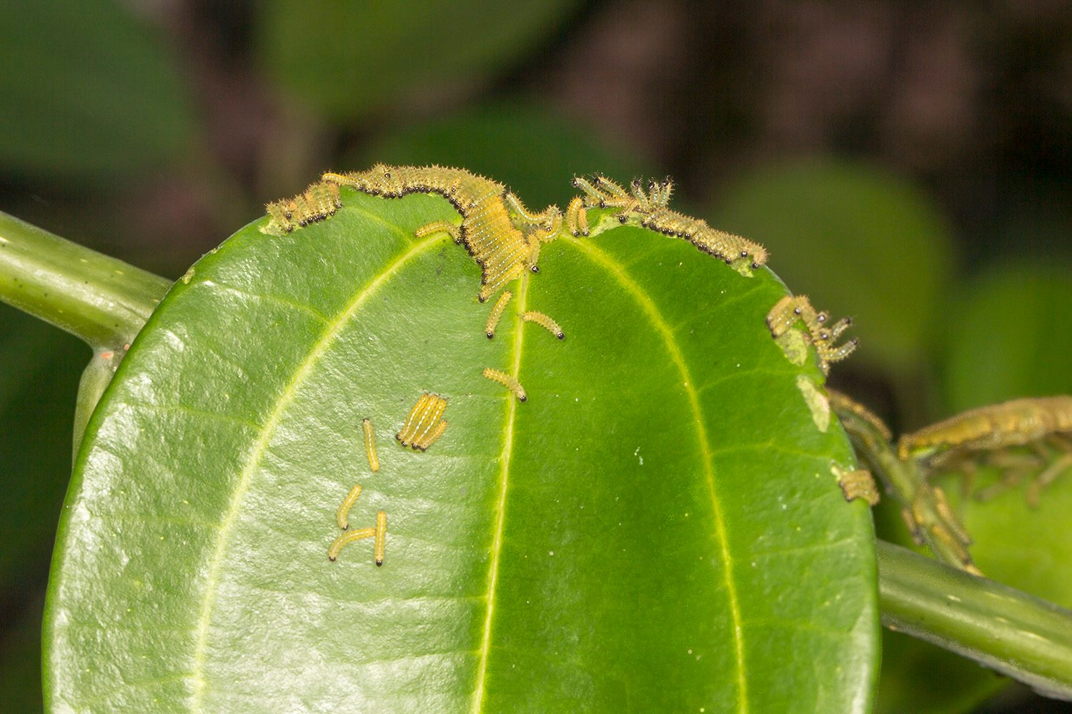 Hyalites igola