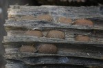 Bombycomorpha bifascia