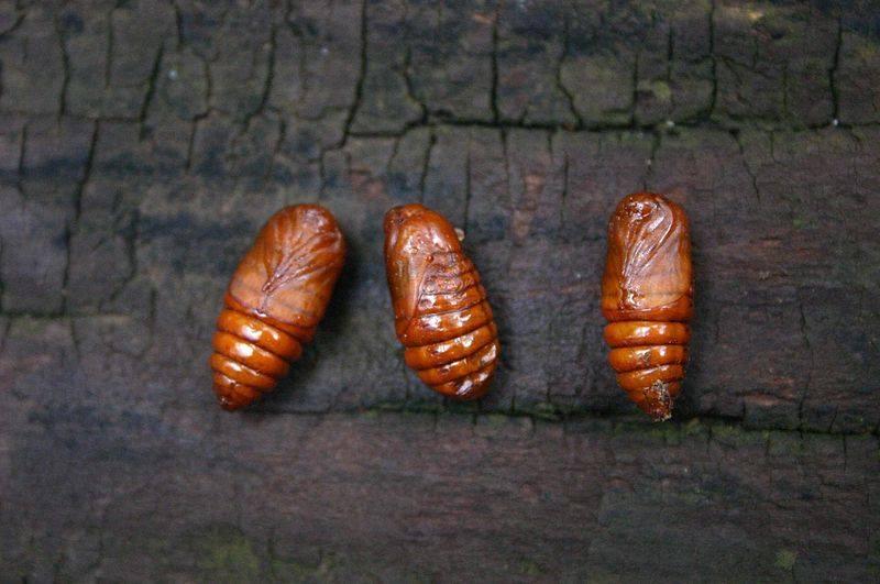 Bombycomorpha bifascia