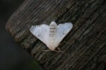 Bombycomorpha bifascia