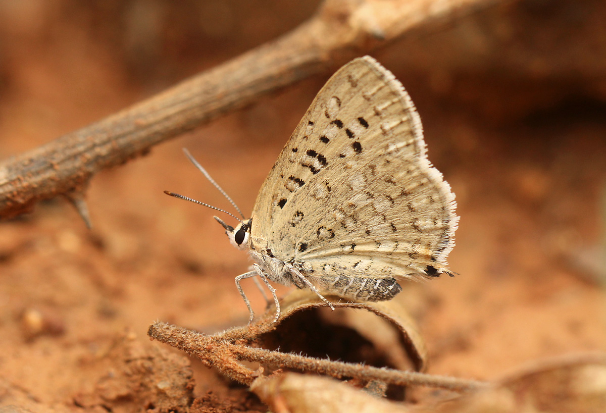 Crudaria leroma