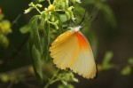 Mylothris agathina