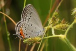 Cupidopsis jobatus