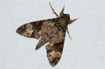 Coelonia fulvinotata