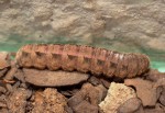 Ariathisa abyssinia