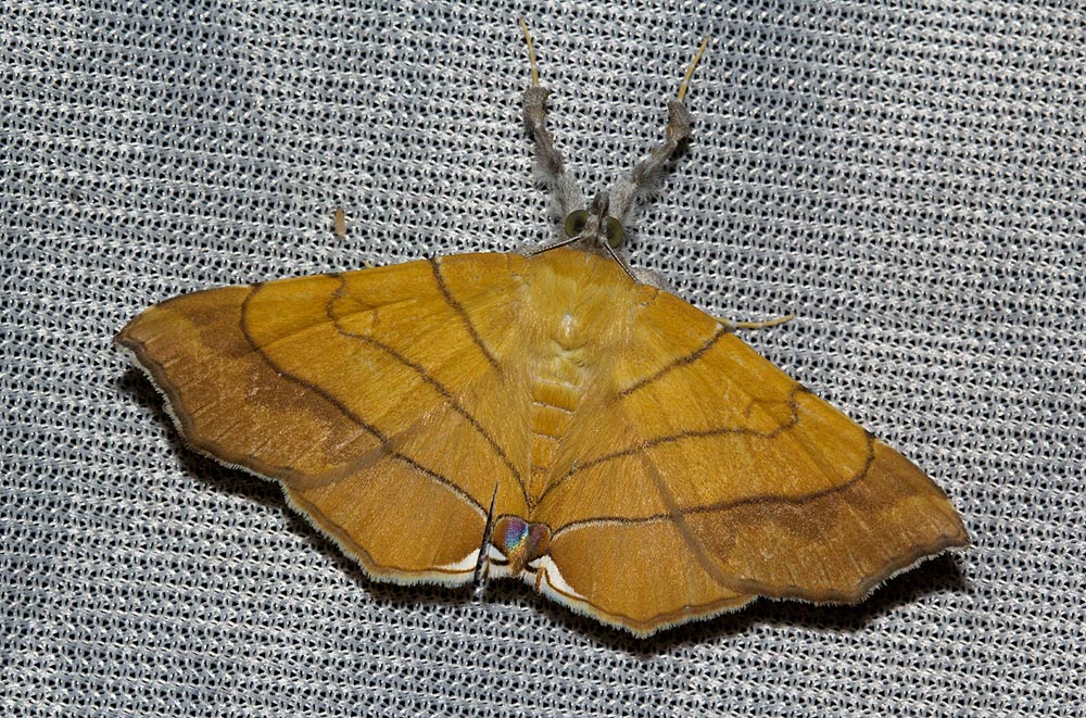 Gracilodes caffra