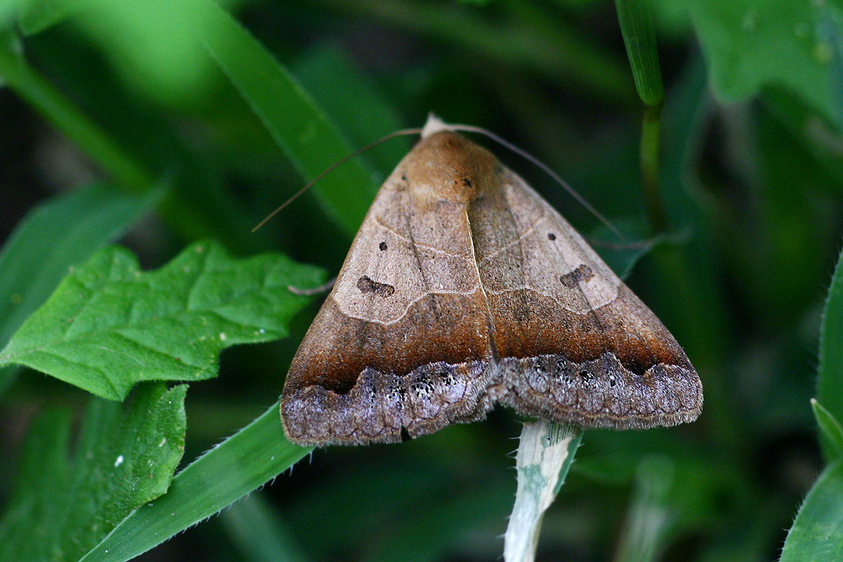 Ophiusa mejanesi