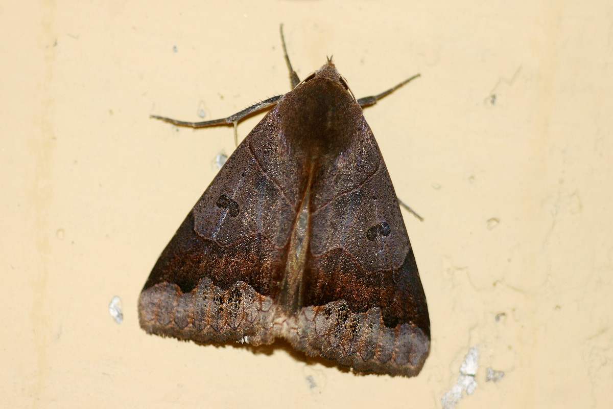Ophiusa mejanesi