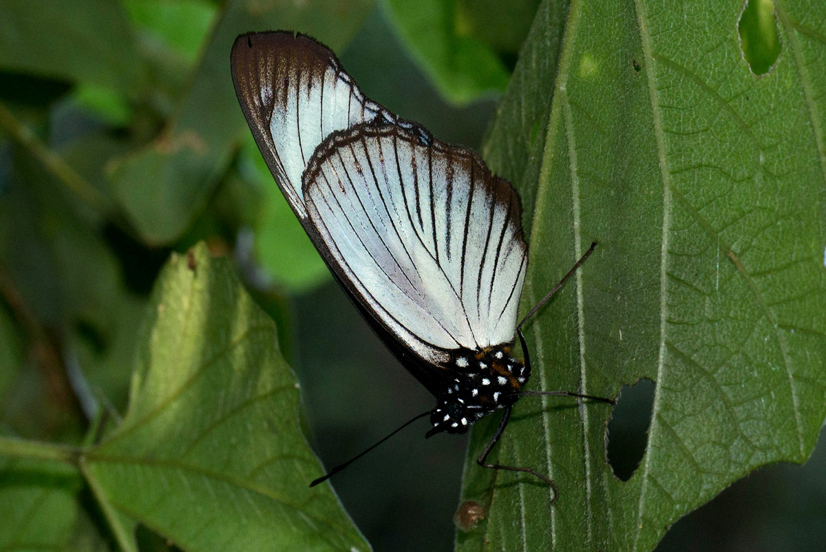 Hypolimnas anthedon