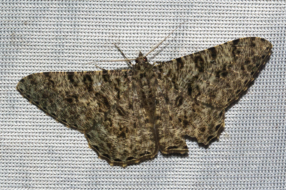 Racotis squalida