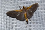 Filodes costivitralis 