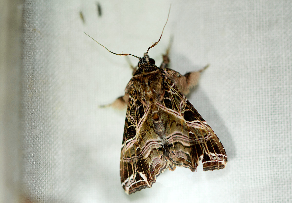 Callopistria maillardi