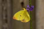 Eronia leda