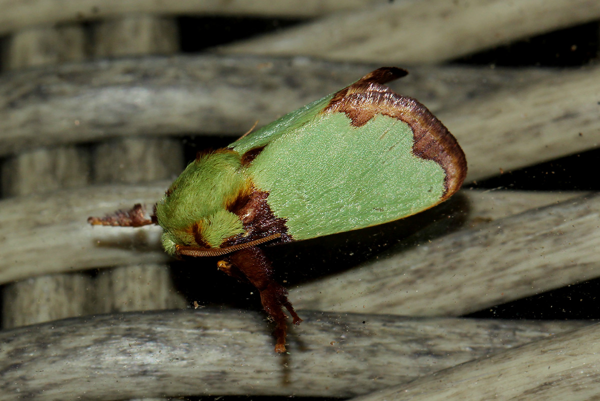 Latoia urda