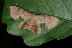 Epiplema reducta