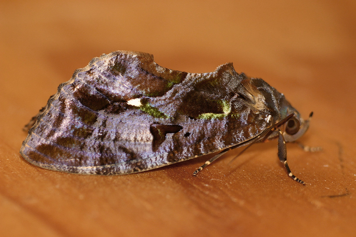 Eudocima divitiosa