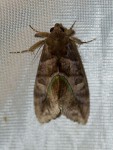 Eudocima divitiosa