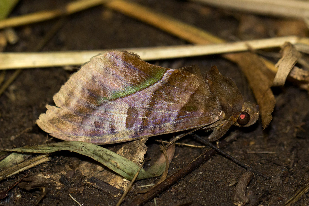 Eudocima divitiosa