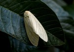 spilosoma lineata