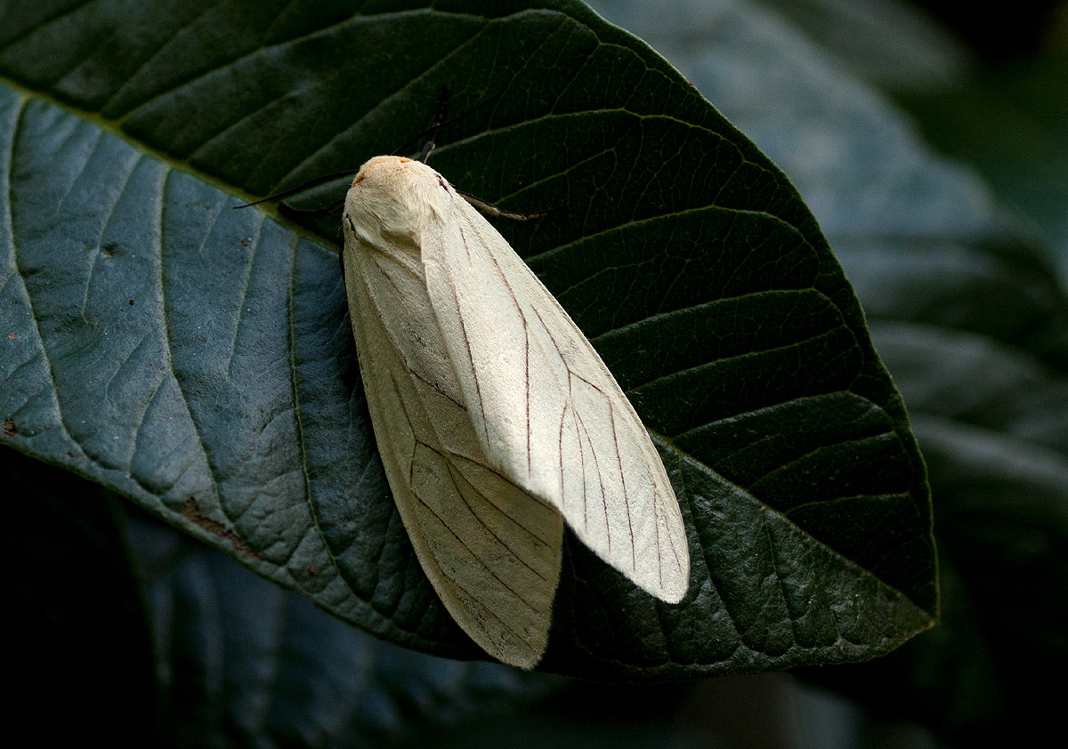 spilosoma lineata