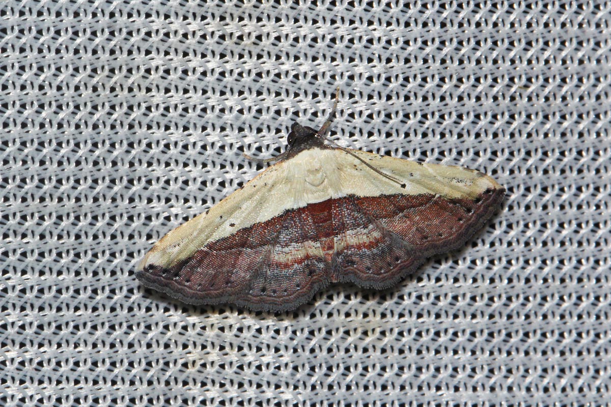Oruza latifera
